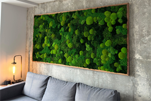 Preserved Mixed Moss with wooden frame.